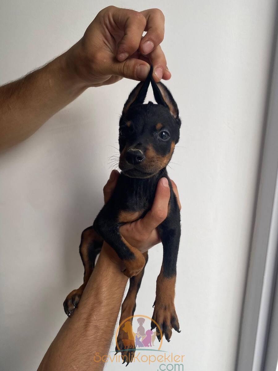 satılık Doberman üçüncü fotoğrafı