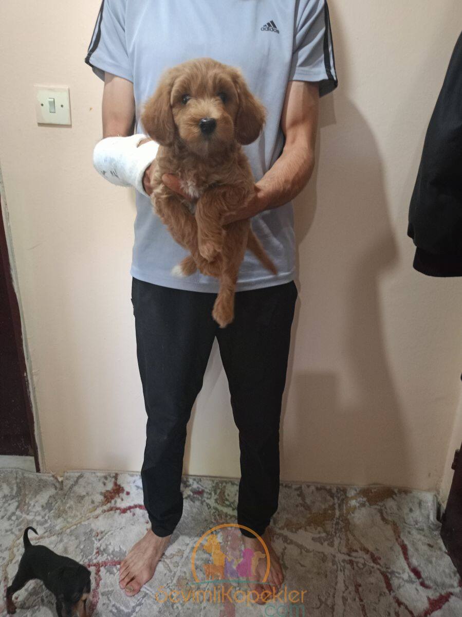 satılık-Maltipoo-1