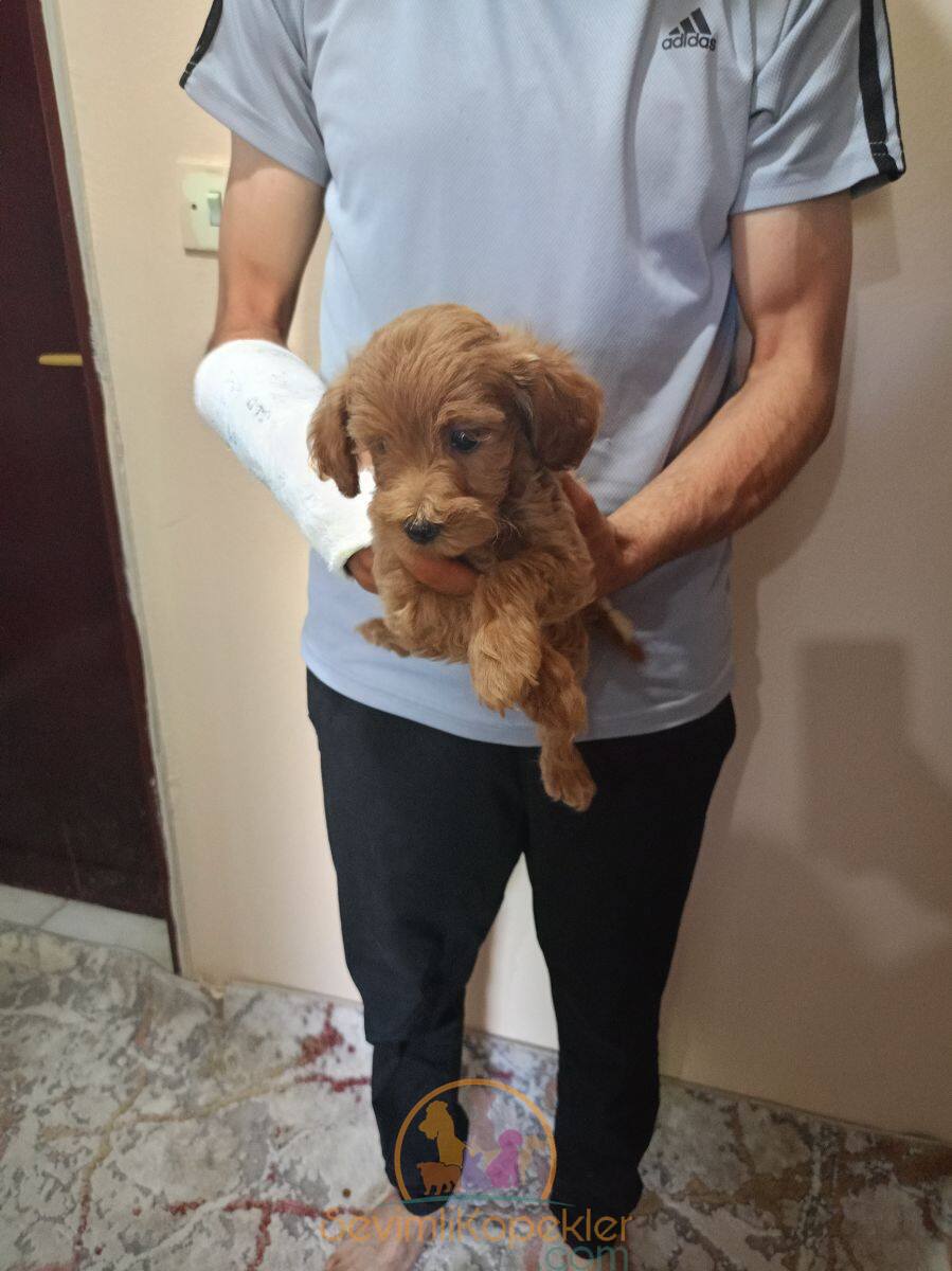 satılık-Maltipoo-3