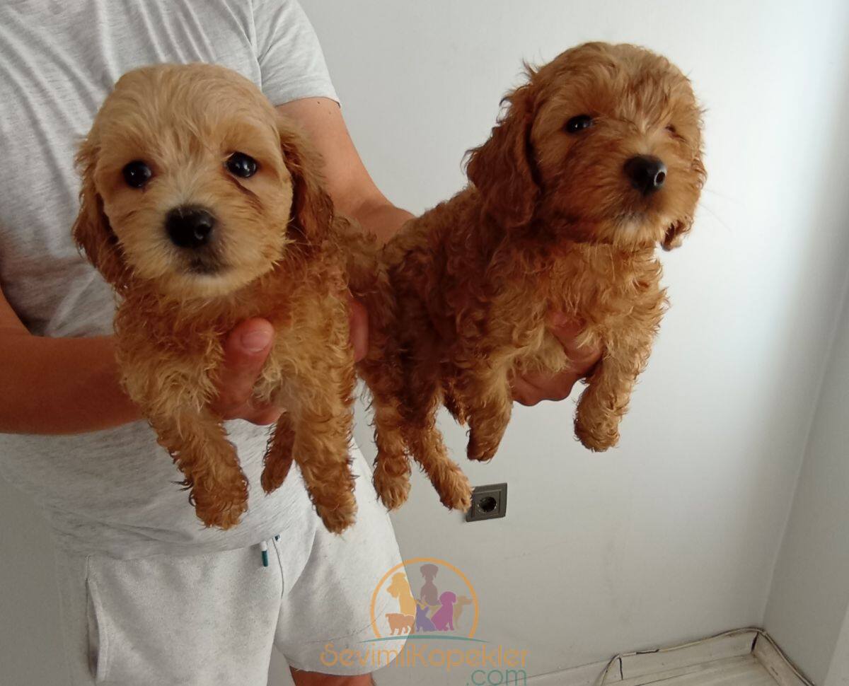 satılık Maltipoo fiyatı