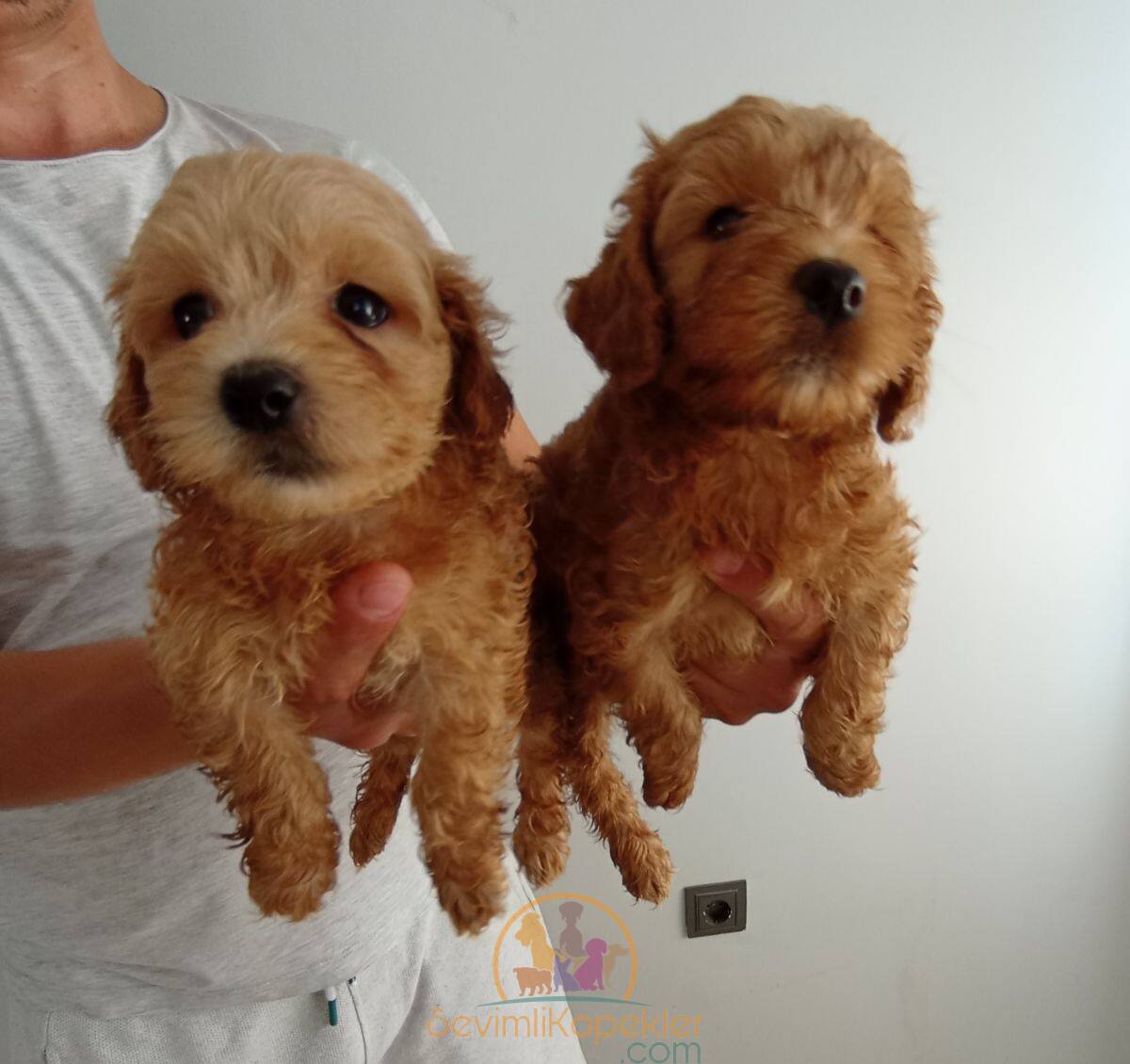 satılık Maltipoo ikinci fotoğrafı