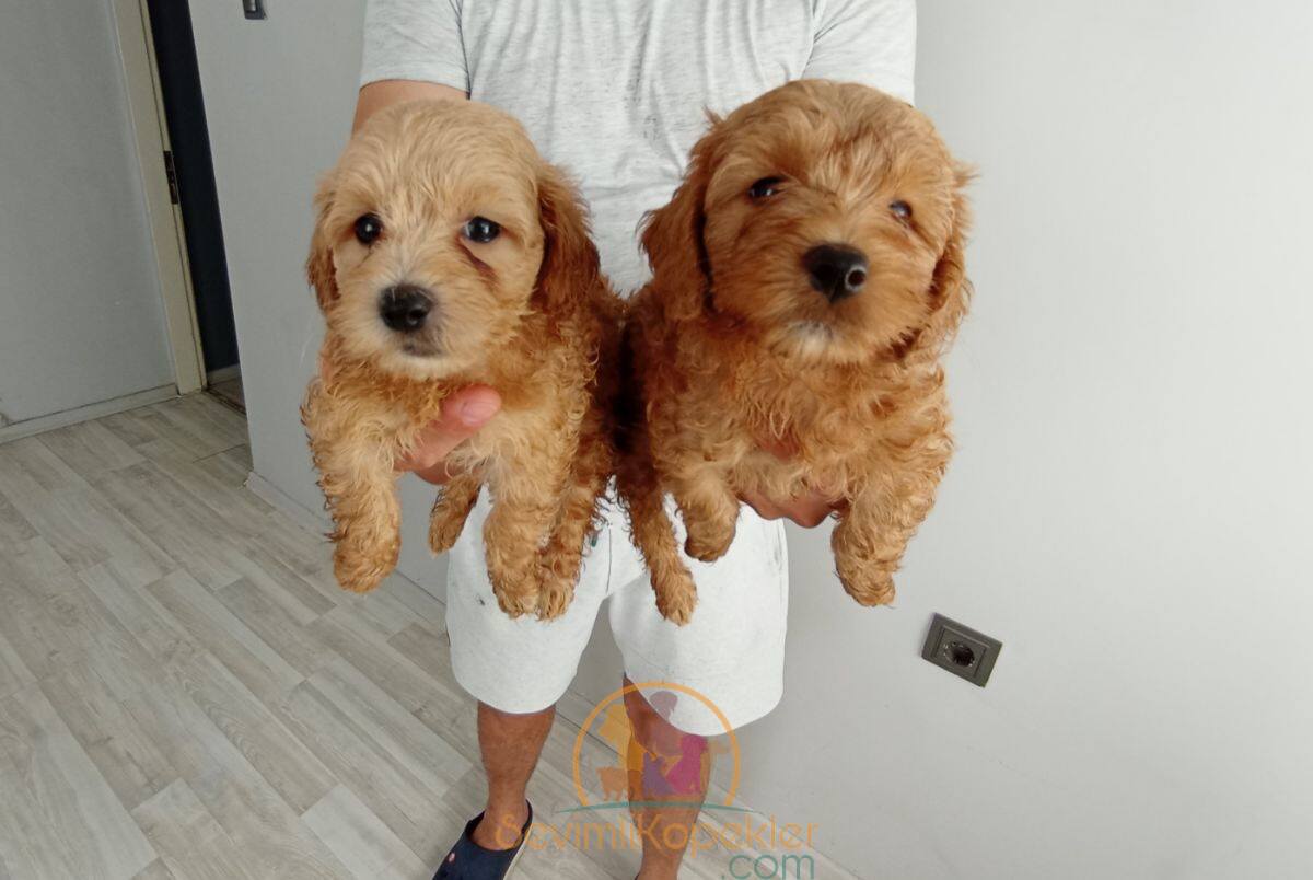 satılık Maltipoo üçüncü fotoğrafı