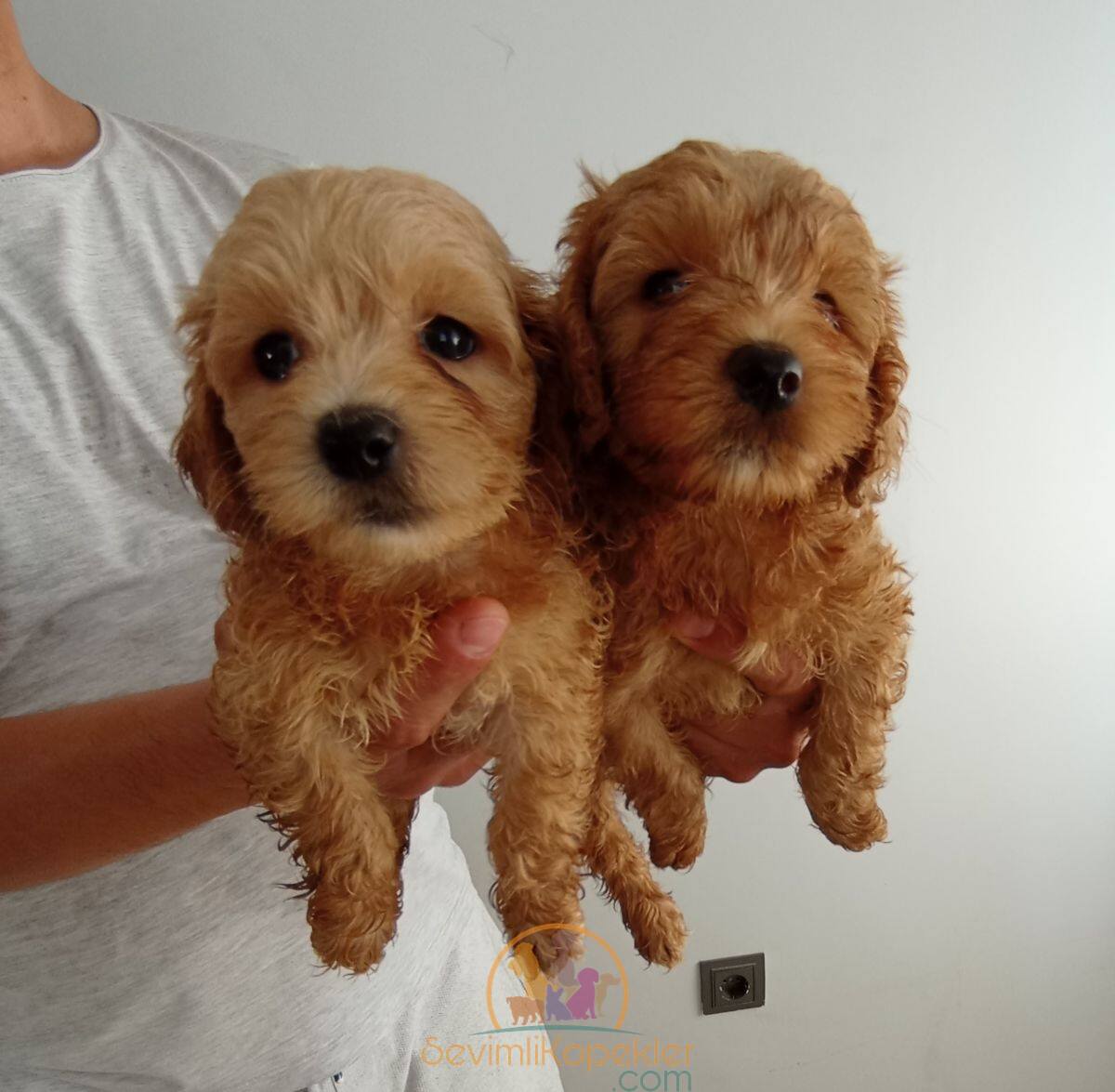 satılık Maltipoo dördüncü fotoğrafı