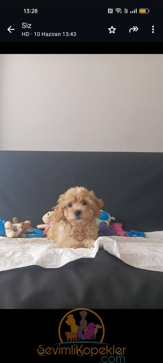 satılık Maltipoo fiyatı