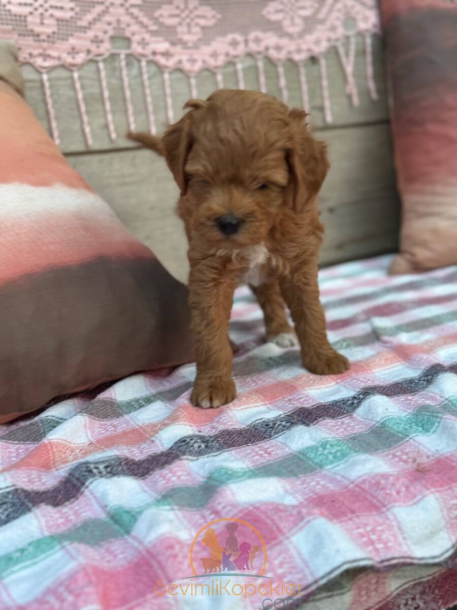 satılık-Maltipoo-3