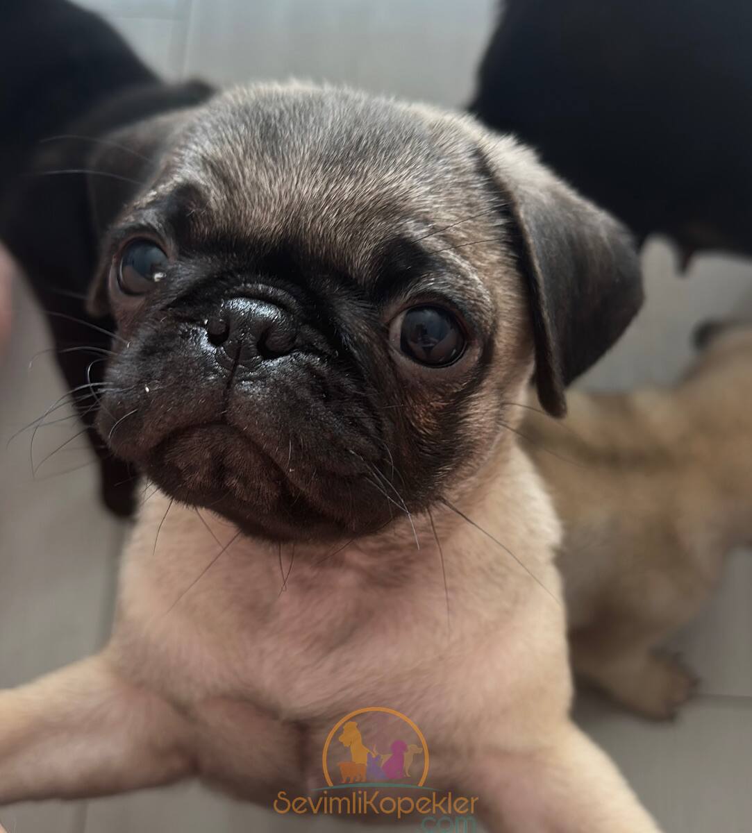 satılık Pug ikinci fotoğrafı