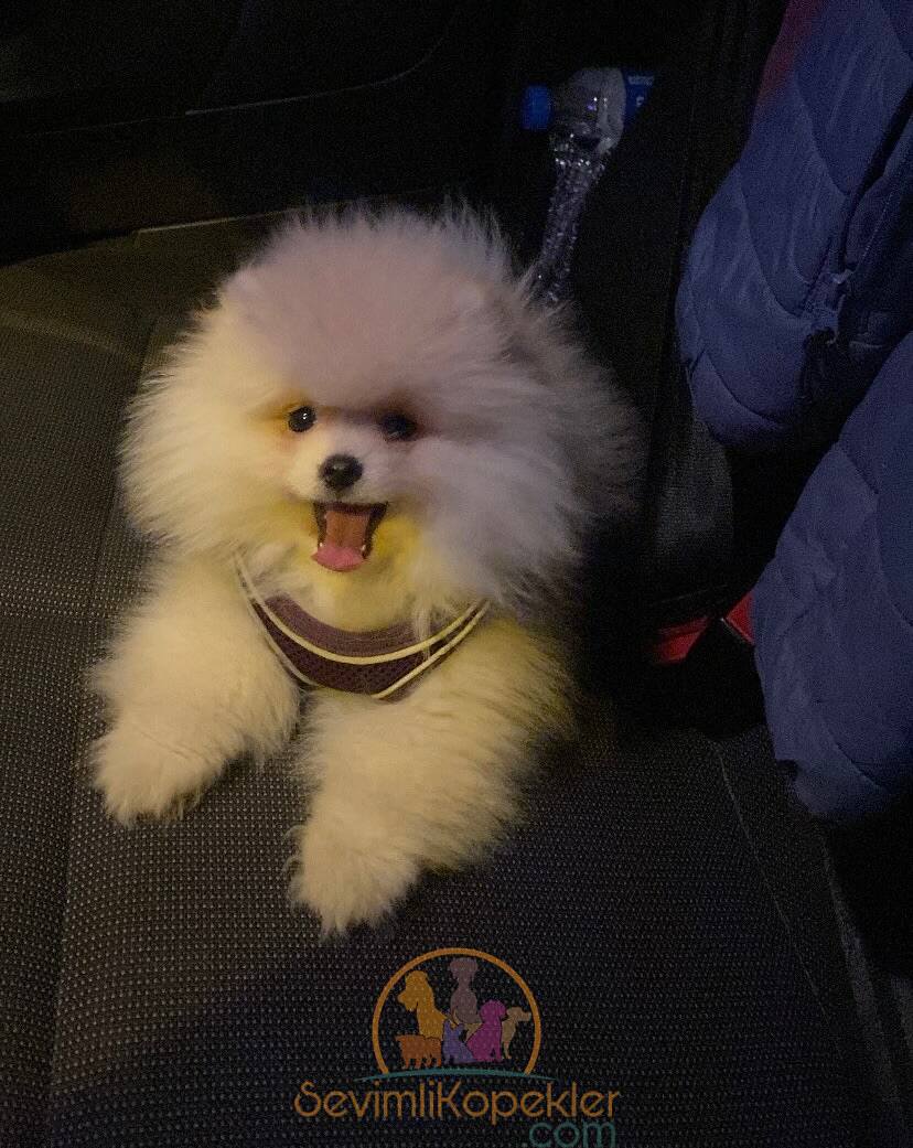 satılık Pomeranian fiyatı