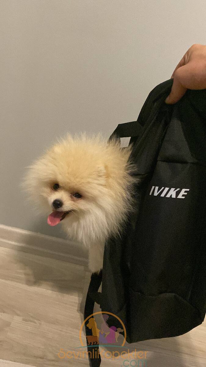 satılık Pomeranian ikinci fotoğrafı