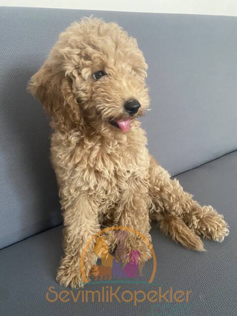 satılık Poodle Toy ikinci fotoğrafı