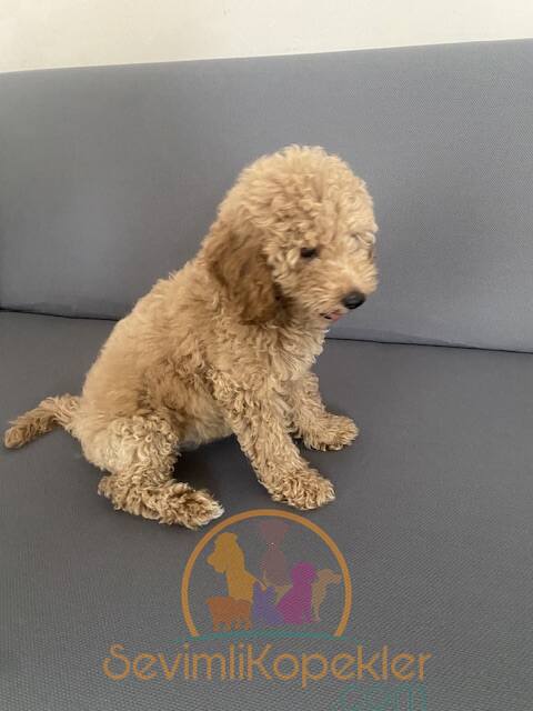 satılık Poodle Toy dördüncü fotoğrafı