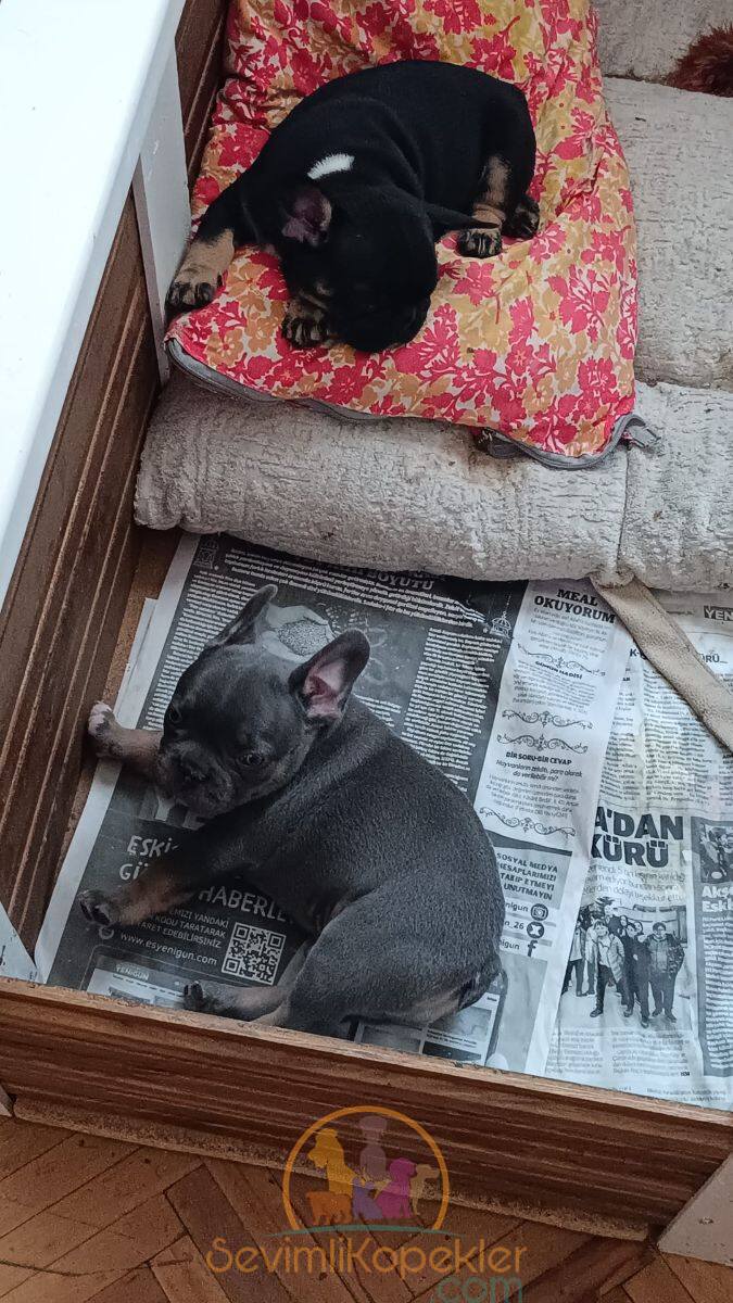 satılık French Bulldog ikinci fotoğrafı