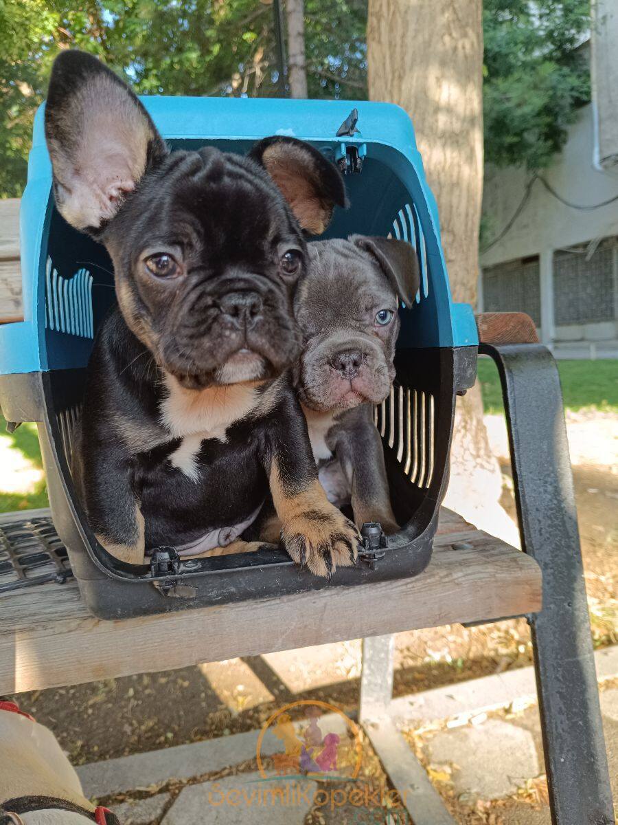 satılık French Bulldog dördüncü fotoğrafı