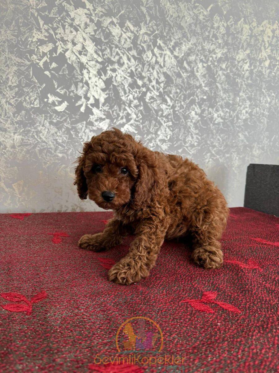 satılık Poodle Toy ikinci fotoğrafı