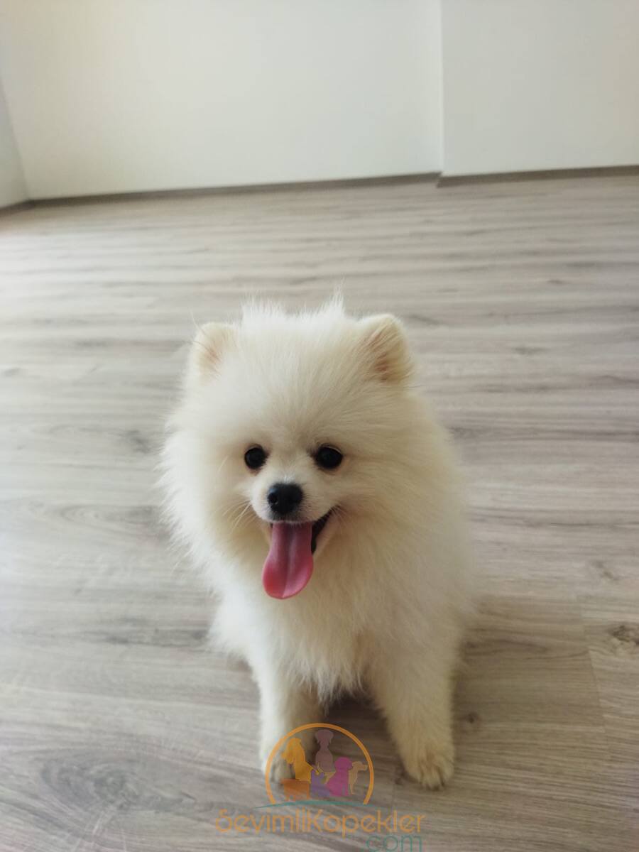 satılık Pomeranian fiyatı