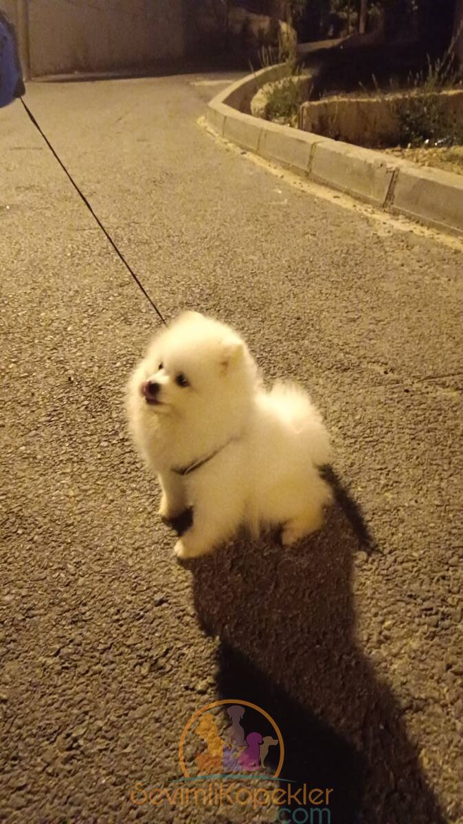 satılık Pomeranian ikinci fotoğrafı