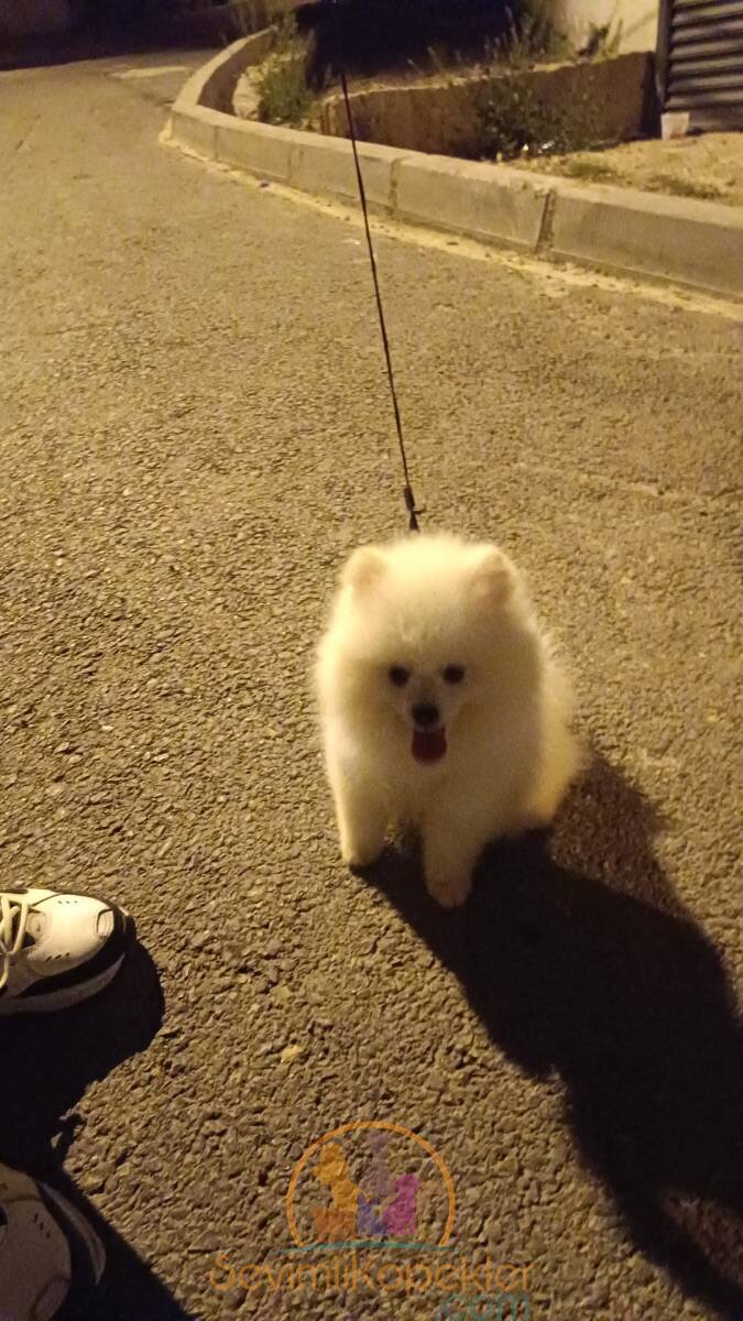 satılık Pomeranian üçüncü fotoğrafı