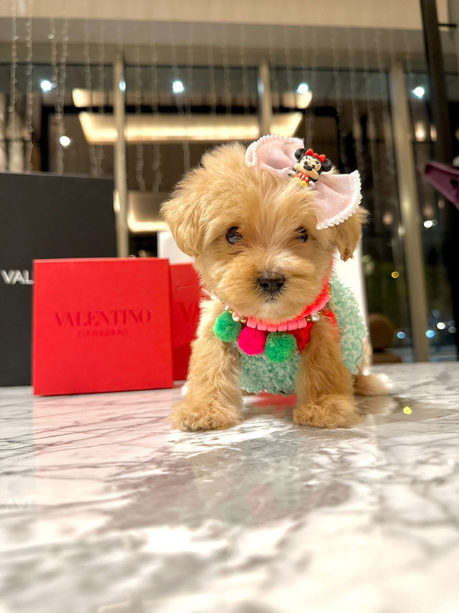 satılık Maltipoo fiyatı