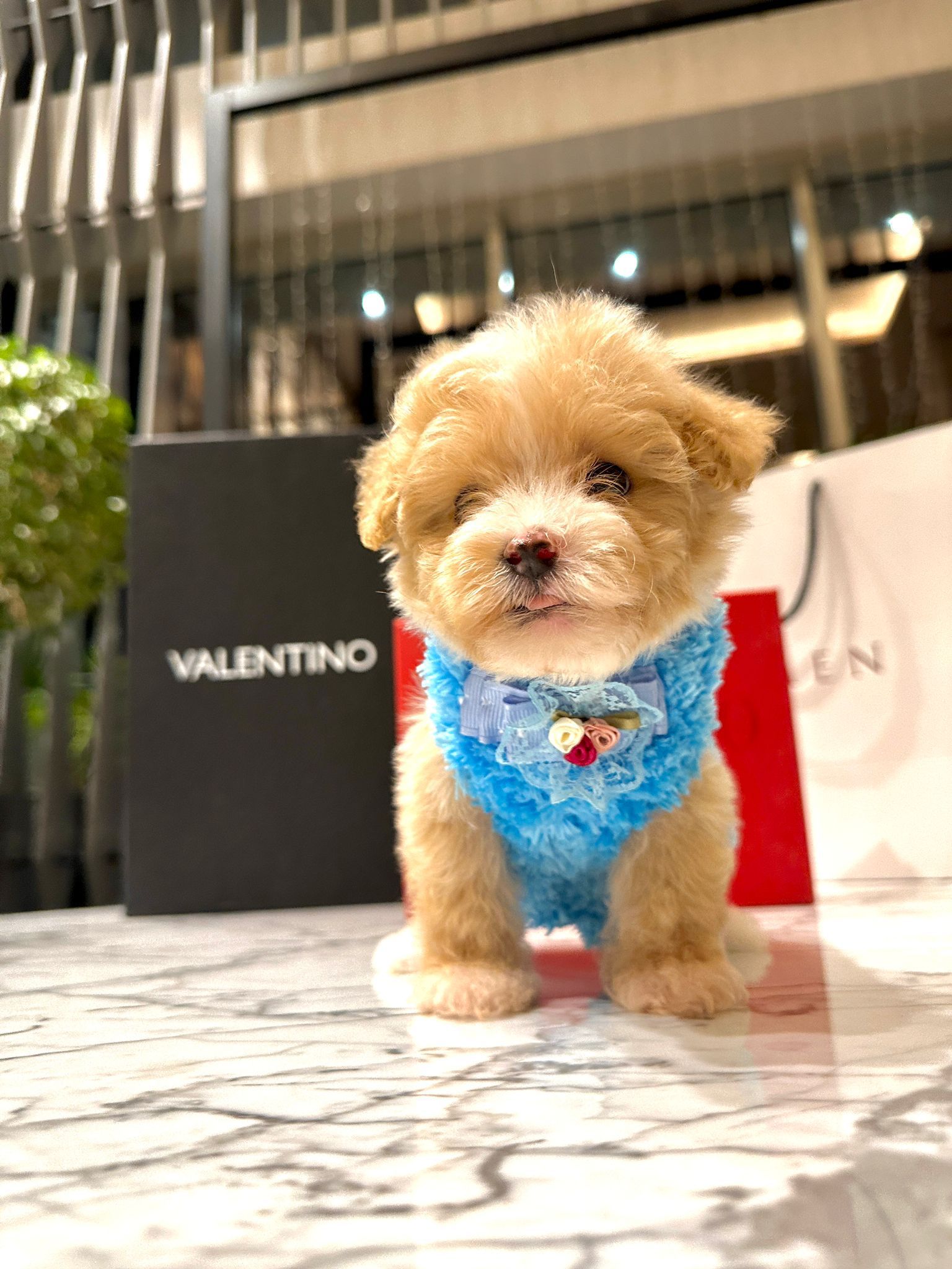 satılık Maltipoo ikinci fotoğrafı