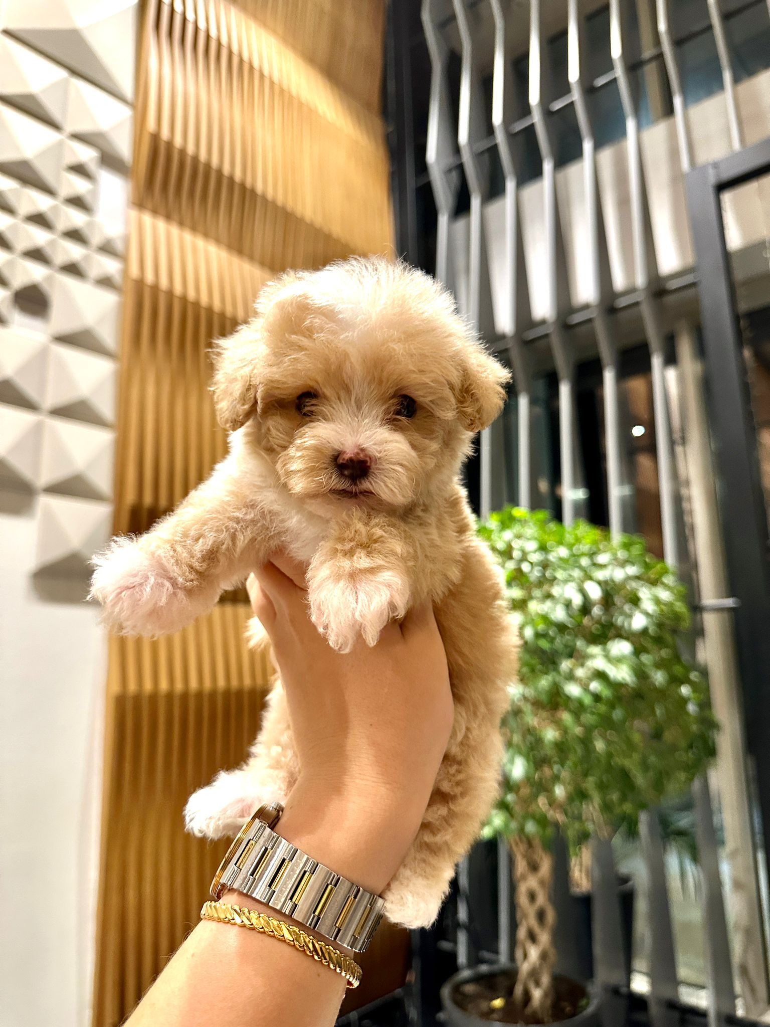 satılık Maltipoo üçüncü fotoğrafı