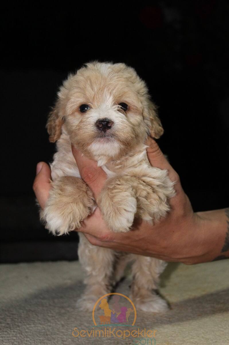 satılık Maltipoo ikinci fotoğrafı