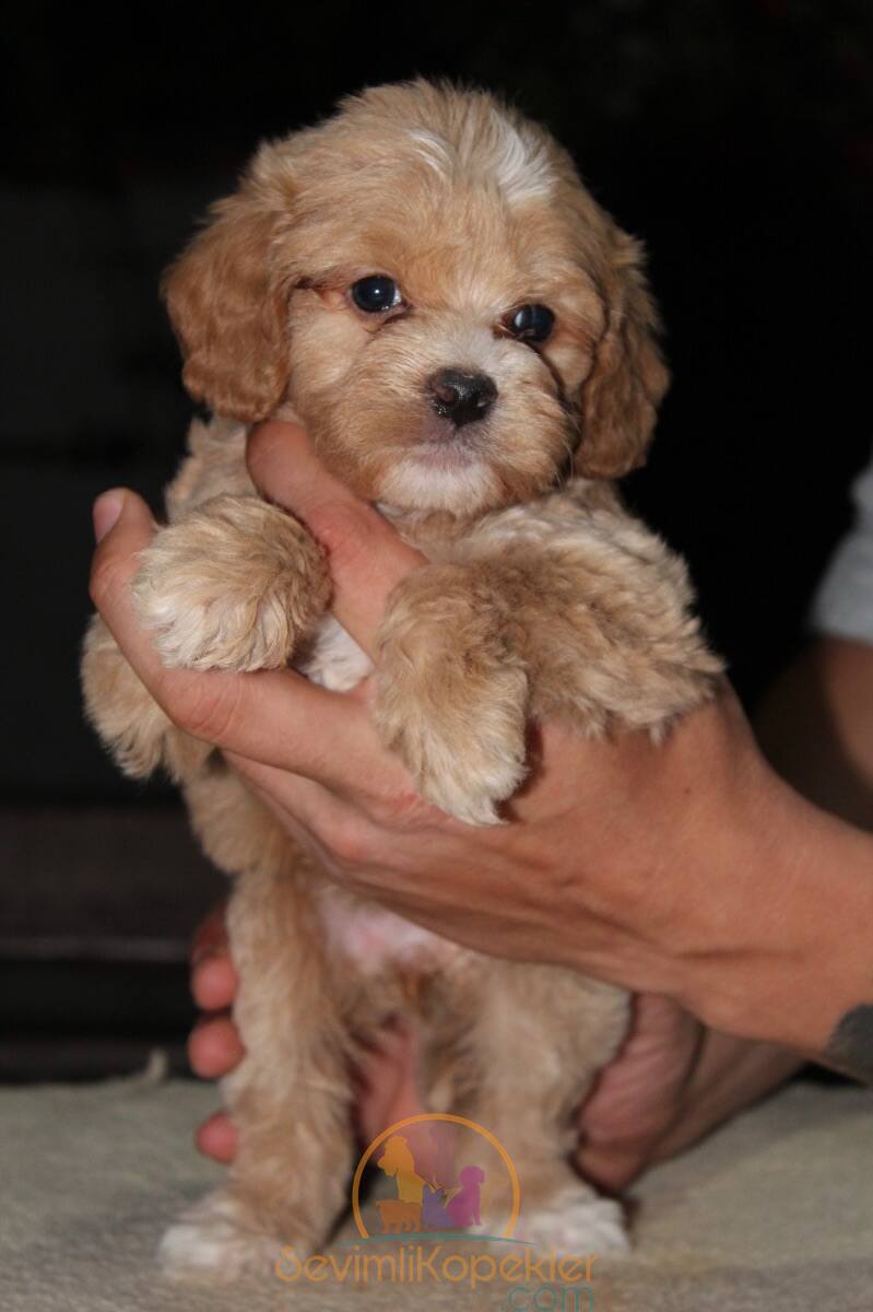 satılık Maltipoo dördüncü fotoğrafı