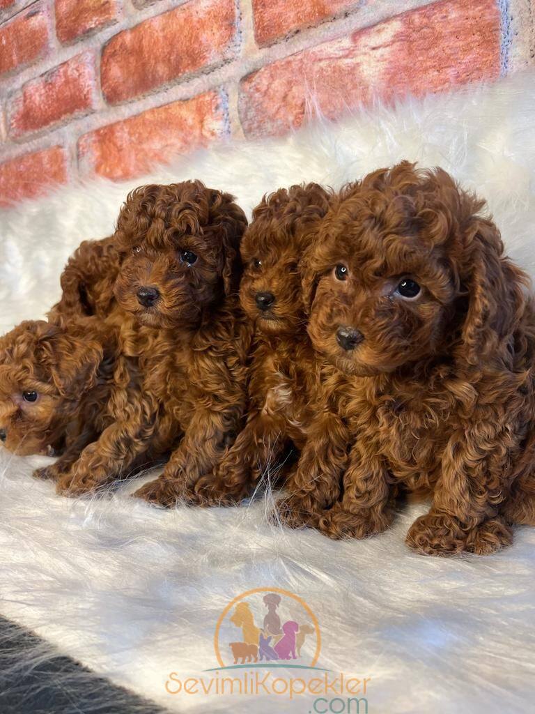 satılık Poodle Toy üçüncü fotoğrafı