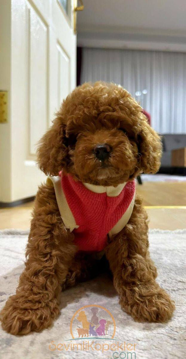 satılık Poodle Toy ikinci fotoğrafı