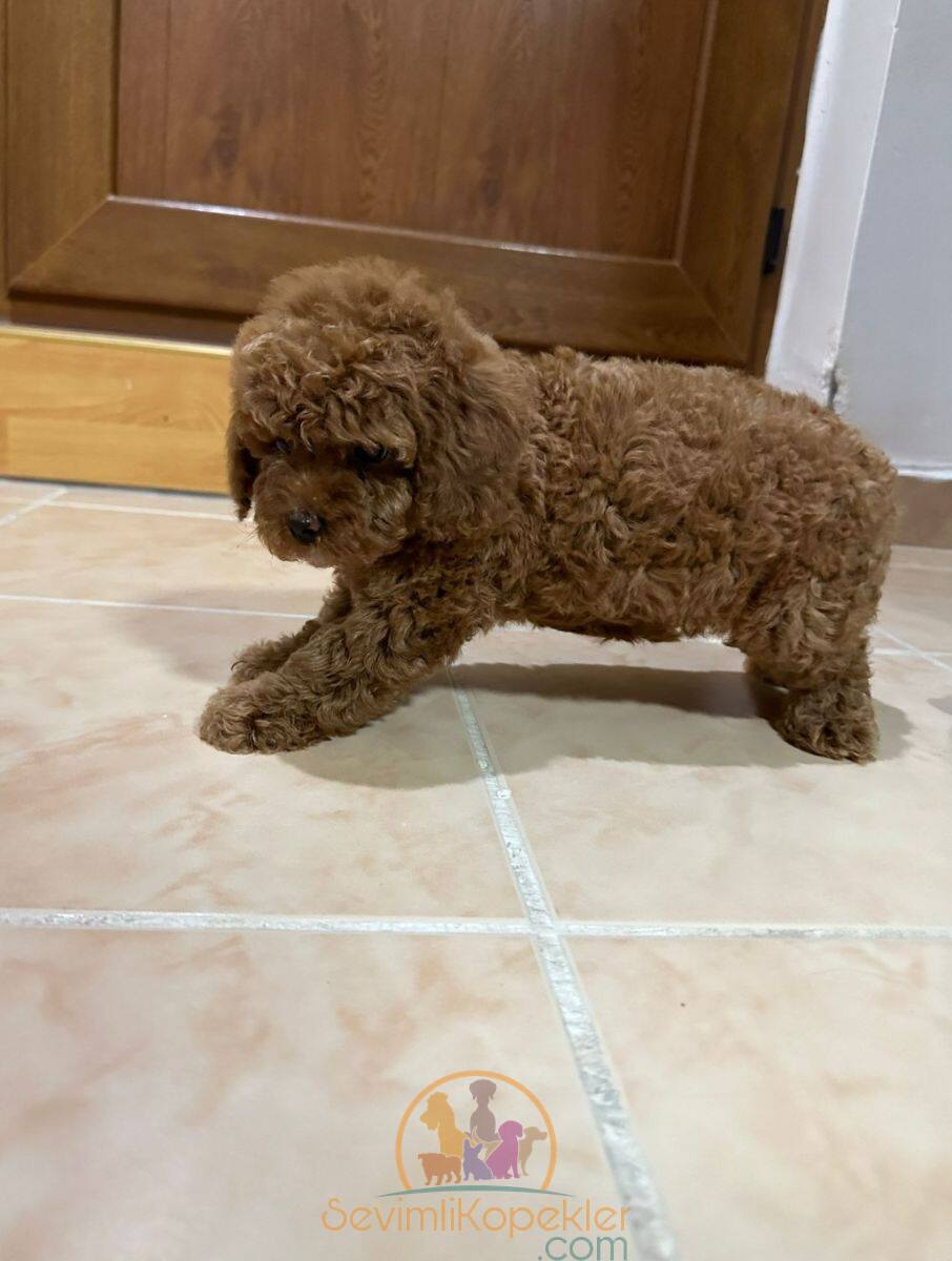 satılık Poodle Toy dördüncü fotoğrafı