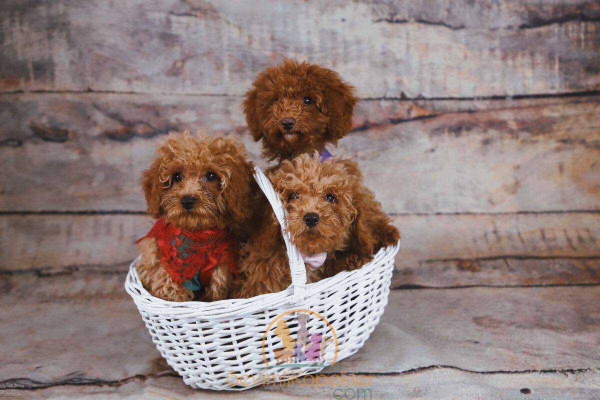 satılık Poodle Toy ikinci fotoğrafı