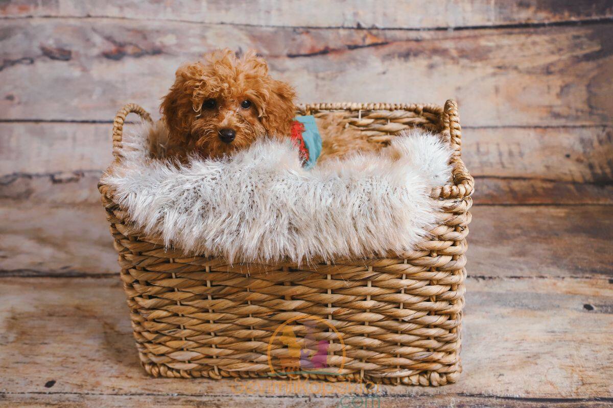 satılık Poodle Toy üçüncü fotoğrafı