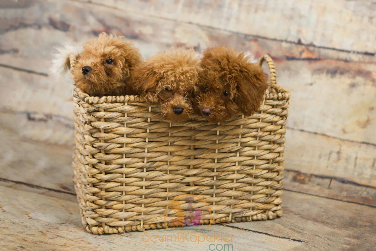 satılık Poodle Toy beşinci fotoğrafı