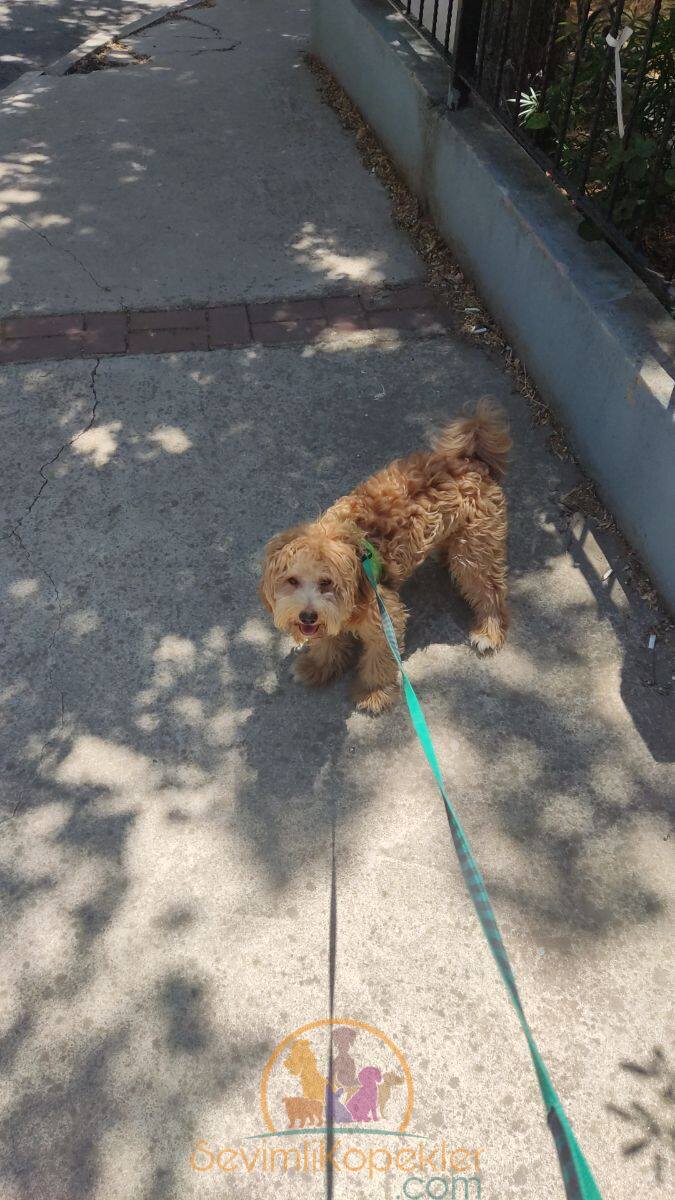 satılık Maltipoo dördüncü fotoğrafı