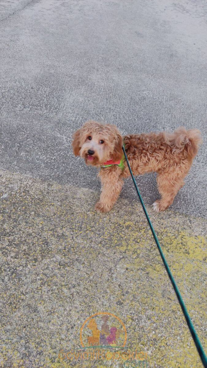 satılık Maltipoo beşinci fotoğrafı