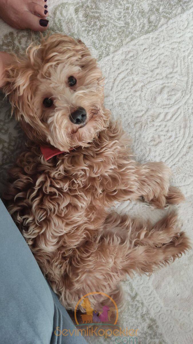 satılık Maltipoo ikinci fotoğrafı