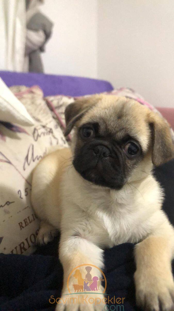 satılık Pug beşinci fotoğrafı