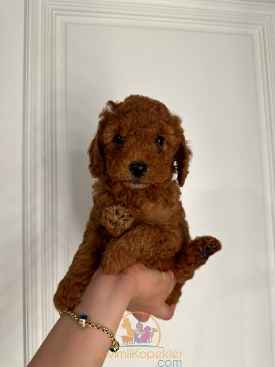 satılık Poodle Toy fiyatı