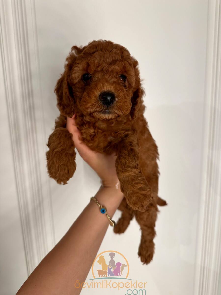 satılık Poodle Toy üçüncü fotoğrafı