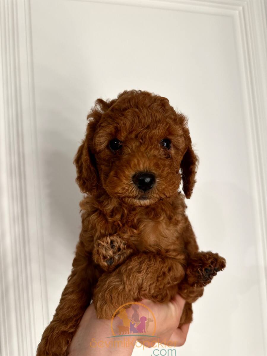 satılık Poodle Toy dördüncü fotoğrafı