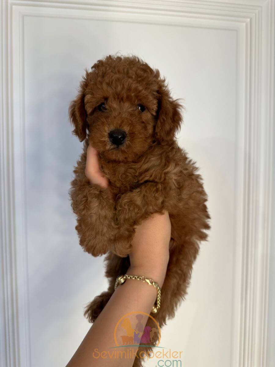 satılık Poodle Toy üçüncü fotoğrafı