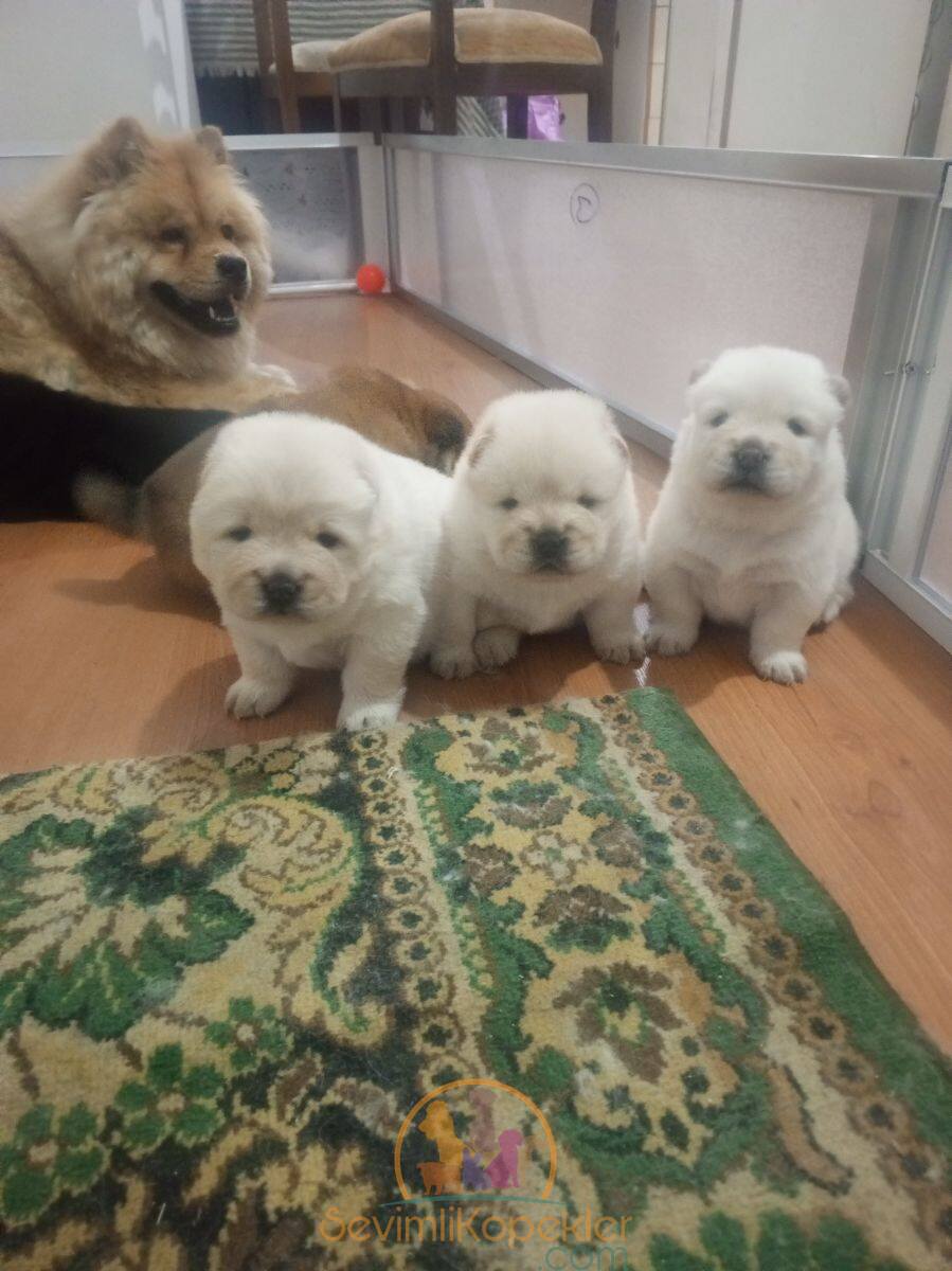 satılık Chow Chow ikinci fotoğrafı