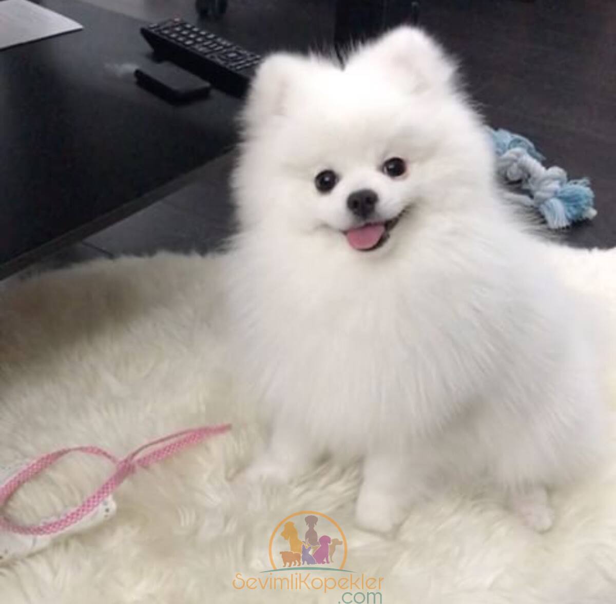 satılık Pomeranian ikinci fotoğrafı