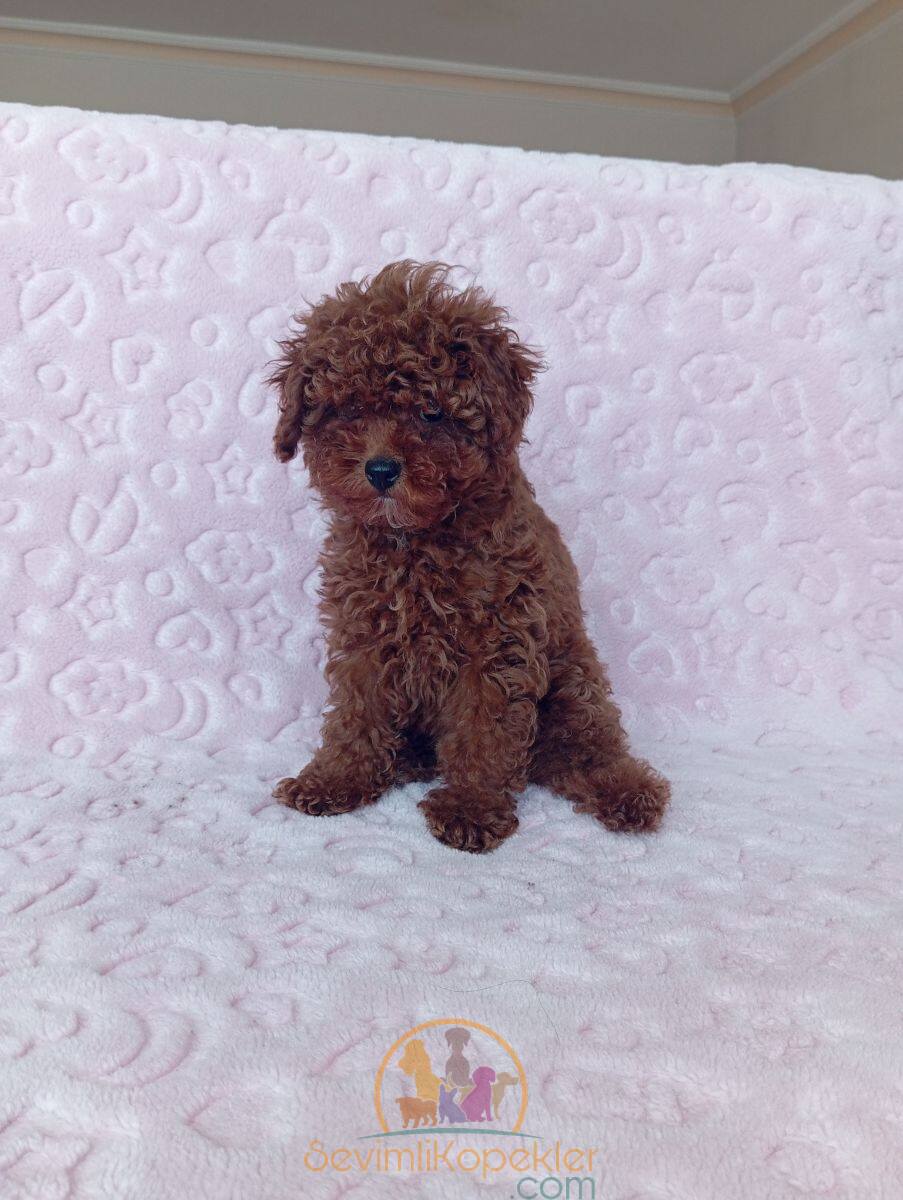 satılık Poodle Toy ikinci fotoğrafı