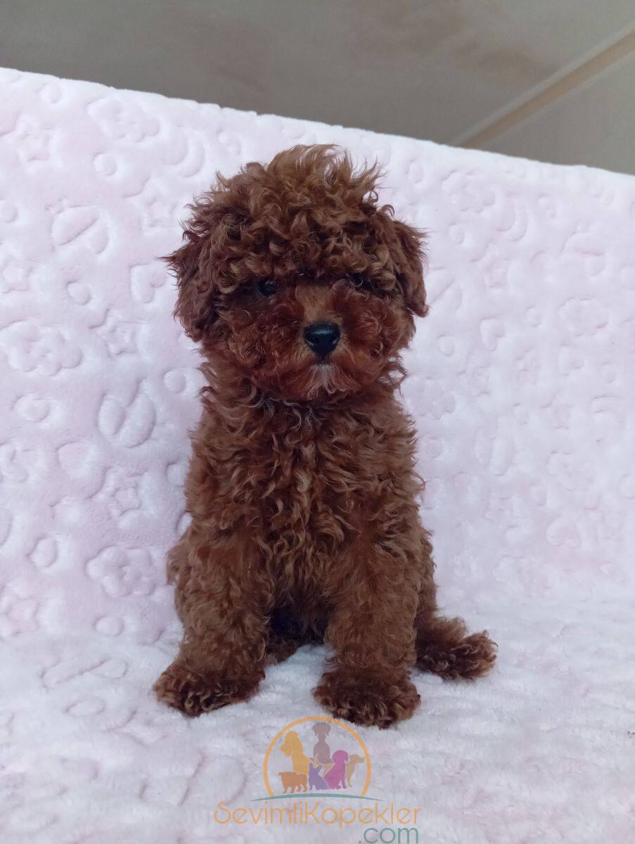 satılık Poodle Toy üçüncü fotoğrafı