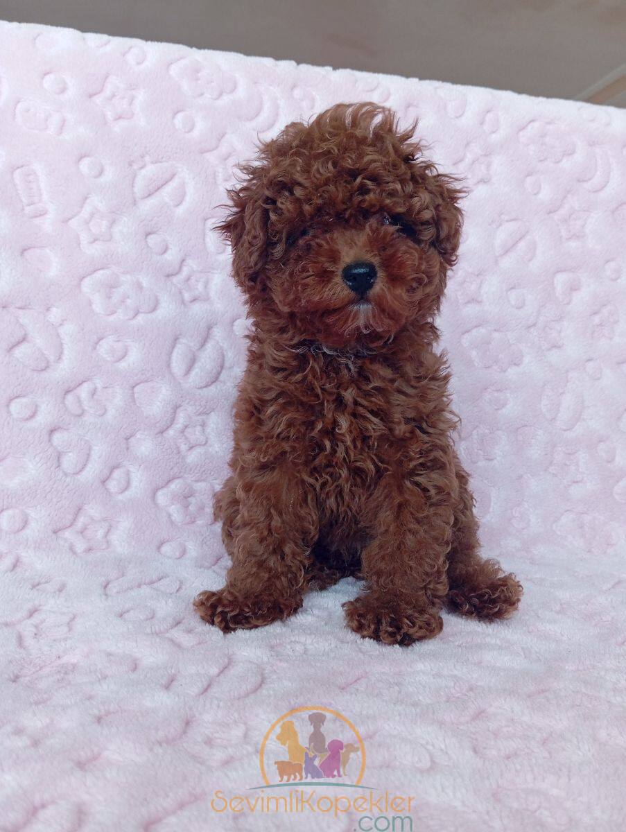 satılık Poodle Toy dördüncü fotoğrafı