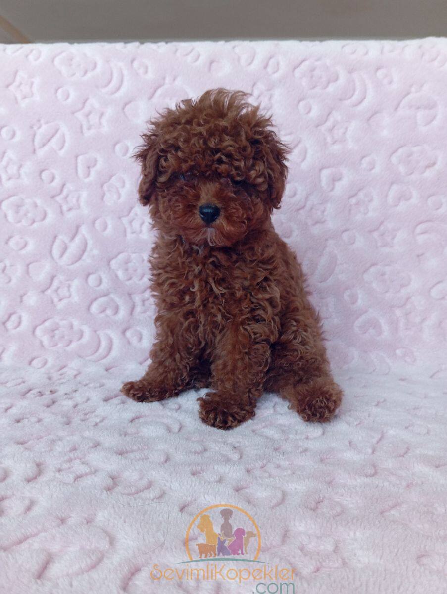 satılık Poodle Toy beşinci fotoğrafı