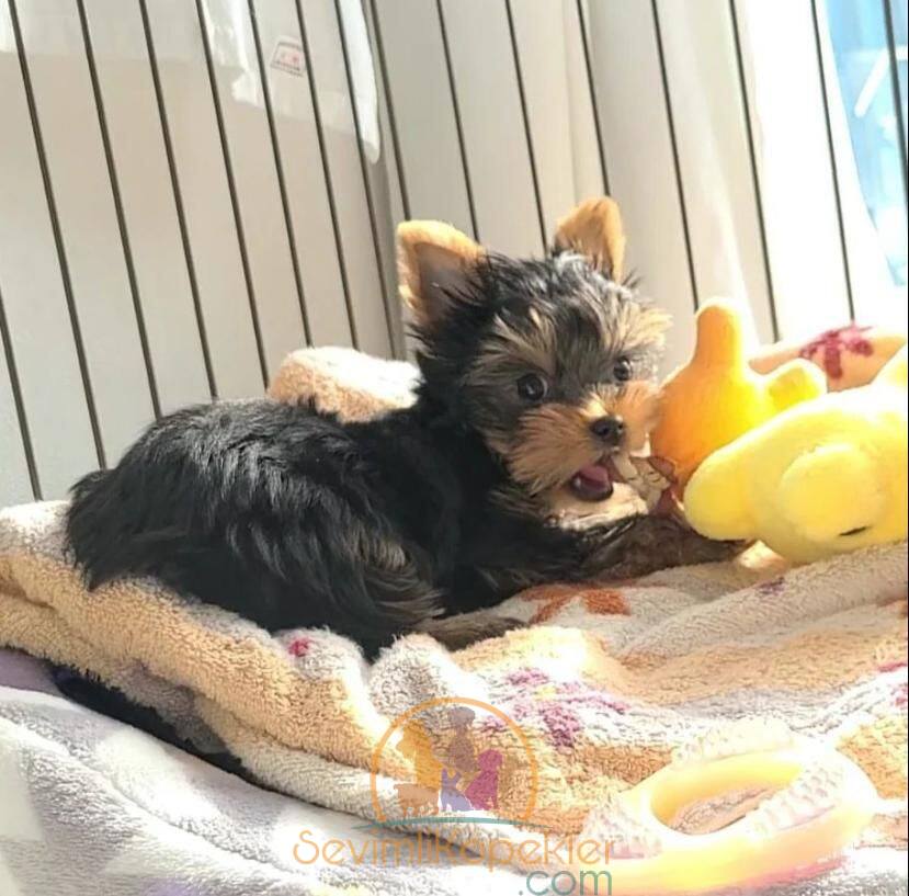 satılık Yorkshire Terrier ikinci fotoğrafı