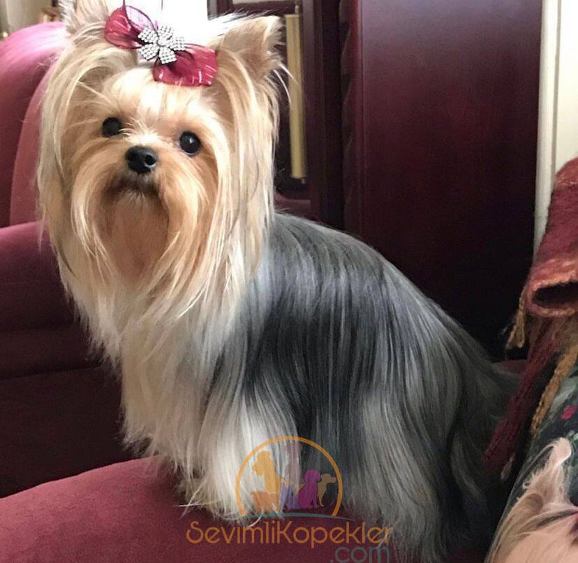 satılık Yorkshire Terrier üçüncü fotoğrafı