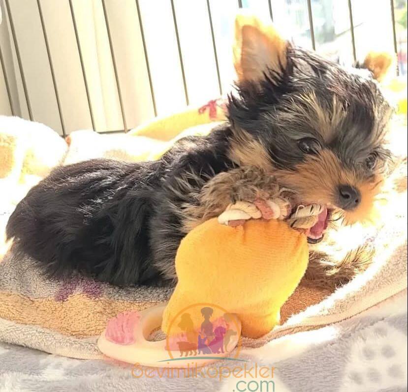 satılık Yorkshire Terrier dördüncü fotoğrafı