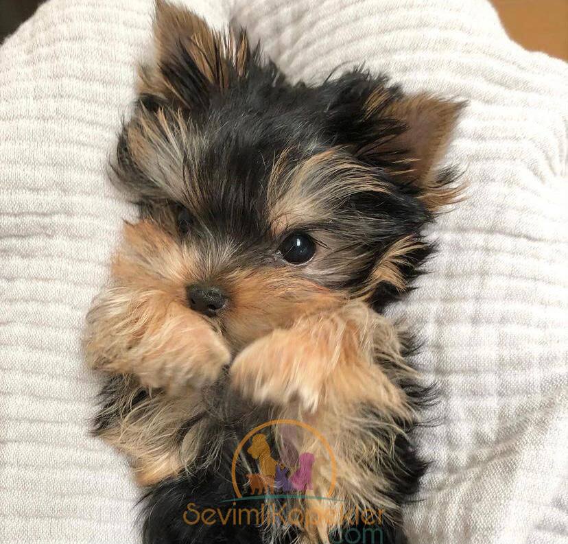 satılık Yorkshire Terrier beşinci fotoğrafı