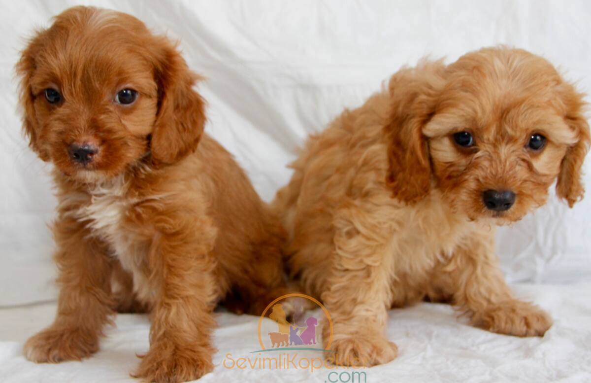 satılık Maltipoo üçüncü fotoğrafı